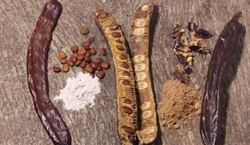 Es Garrover de Mallorca: la revolución de la algarroba  image