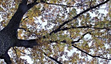 Robleda. Nature image