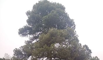 17. Aprisquillo pine tree image