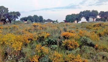 Monleras Território do Jogo image