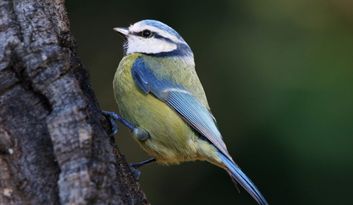 Eco-Reto 9: ¿Sabías que...? image