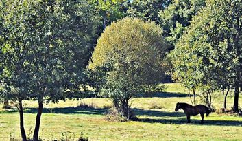 Manzanal. Location image