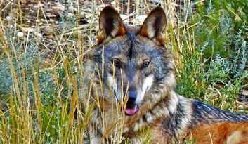 La Sierra de la Culebra image