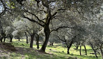 Eco-Challenge 4: Quiz image