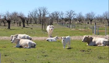 Recorrido. SA-302 image