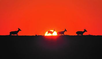 Villardeciervos. Culebra Mountains image