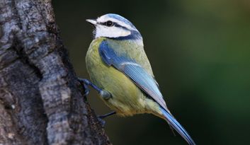 Eco-Challenge 9: Did you know? image