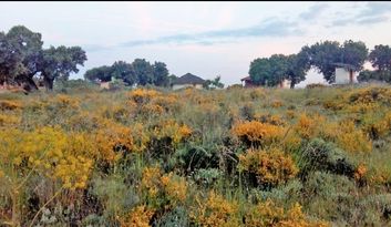Monleras. Territory of the Games image