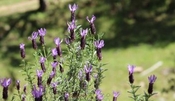 Eco-Challenge 10: Quiz image