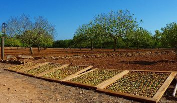 Son Mut Nou: The Fig Tree Eden image