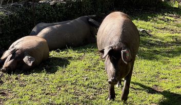 Eco-Challenge 2: Quiz image