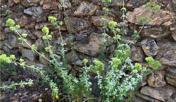 Eco-Reto 10: ¿Sabías que...? image