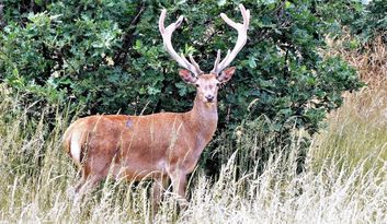 Pedralba de la Pradería. Intro image
