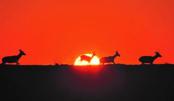 Villardeciervos. Sierra de la Culebra image