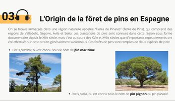 3.  L’Origin de la fôret de pins en Espagne image
