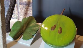  SECTION CATRE. LE VIGNOBLE. image