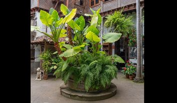 The yam tree image