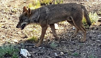 Interpretation Centre of the Iberian Wolf image