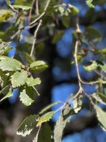 Eco-Challenge 3: Did you know? image