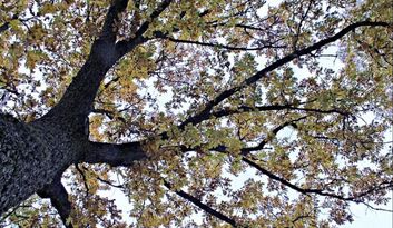 Robleda. Naturaleza image