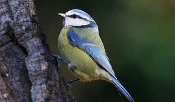 Eco-Reto 9: Quiz image