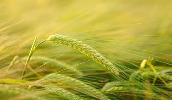 The barley  image