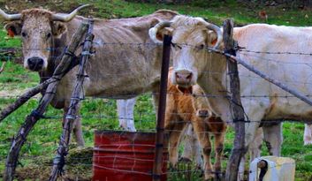 Robleda.Inmaterial image