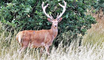 Pedralba de la Pradería. Intro image