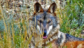 A serra da Culebra image