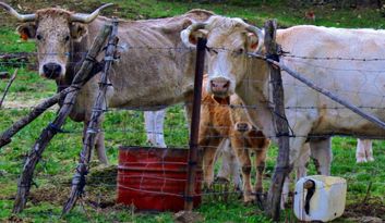 Robleda. inmaterial image