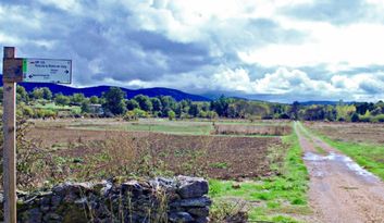 Agallas. Nature image