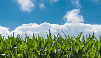 Combinación con otros cultivos  image