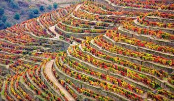 Douro Vinhateiro 1 image