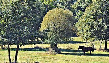 Manzanal. Intro image