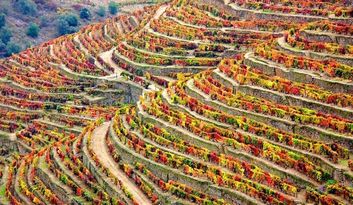 Douro Vinhateiro image
