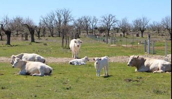 Percurso SA302 image