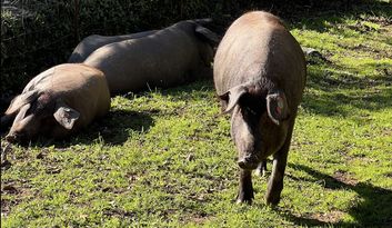 Eco-Reto 2: Quiz image