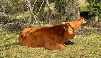 Eco-Challenge 6: Quiz image