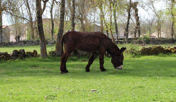 Comarca de Aliste image
