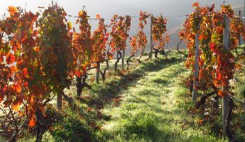 Douro Vinheteiro cultivos image