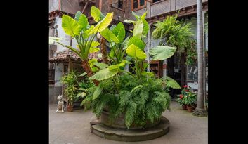 Le taro image