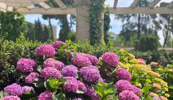 Jardines de Cecilio Rodríguez image