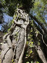 The NSJ Estate image