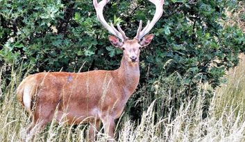 Pedralba de la Pradería. Intro image