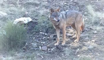 Centro de Interpretação do Lobo ibérico image