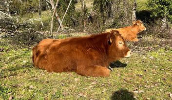 Eco-Reto 6: Quiz image