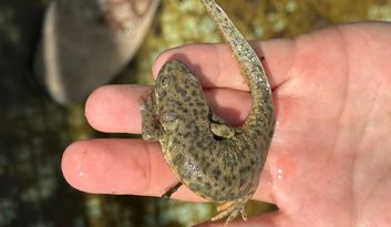 Eco-Challenge 8: Did you know? image