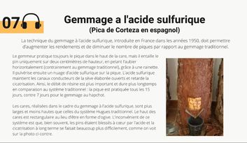 7. Gemmage à l’acide sulfurique image