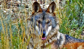The Culebra Mountains image
