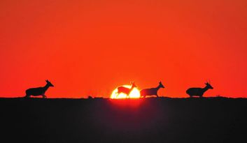 Villardeciervos. Serra da Culebra image